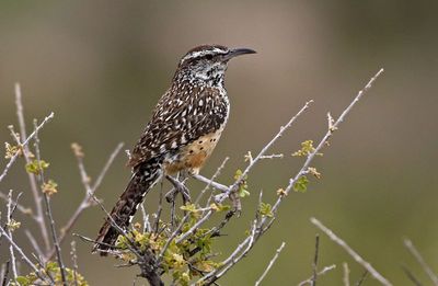 Cactus Wren 2023-06-30