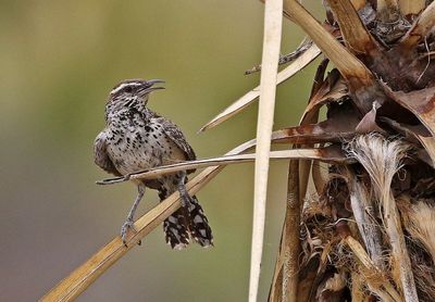 Cactus Wren 2023-06-30