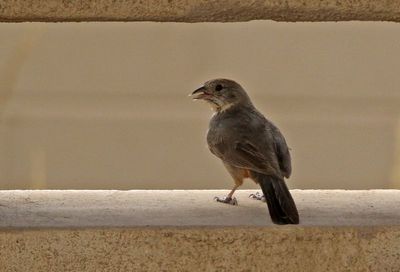 Canyon Towhee 2023-06-30