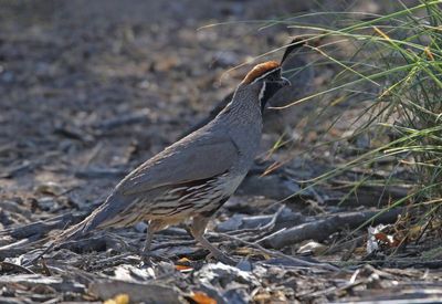 Gambel's Quail 2023-07-01