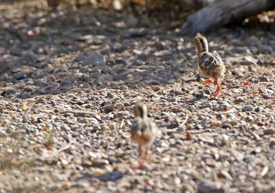 Gambel's Quail 2023-07-01