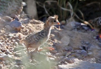 Gambel's Quail 2023-07-01