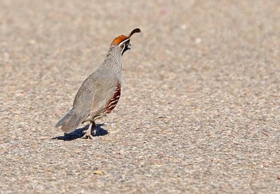 Gambel's Quail 2023-07-01