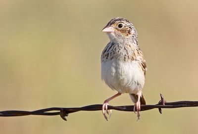 Grasshopper Sparrow 2023-07-30