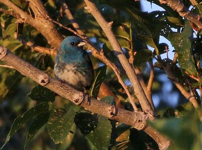 Lazuli x Indigo Bunting Hybrid 2023-07-02