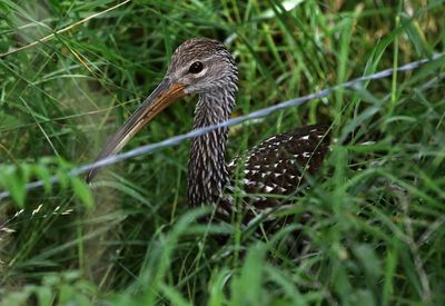 Limpkin 2023-07-19