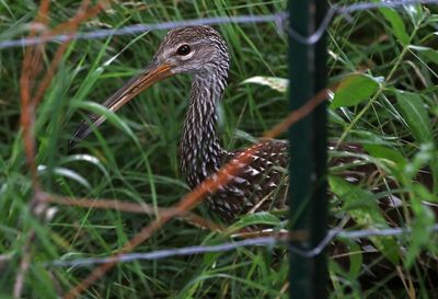 Limpkin 2023-07-19