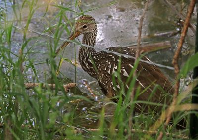 Limpkin 2023-07-19