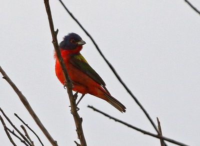 Painted Bunting 2023-06-30
