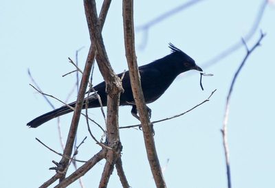 Phainopepla 2023-07-01