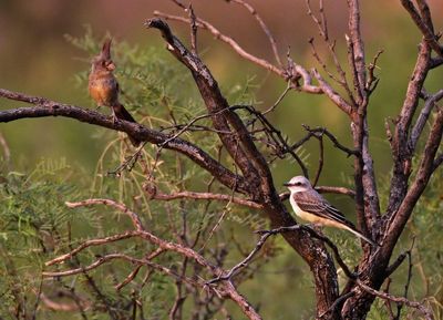 Pyrrhuloxia and Scissor-tailed Flycatcher 2023-06-30