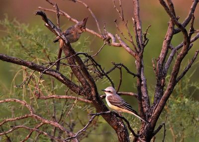 Pyrrhuloxia and Scissor-tailed Flycatcher 2023-06-30