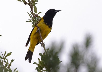 Scott's Oriole 2023-06-30