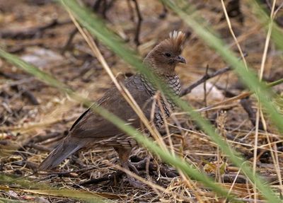 Scaled Quail 2023-07-30