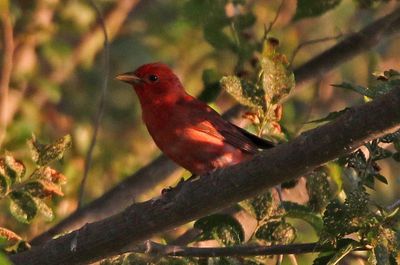 Summer Tanager 2023-07-02