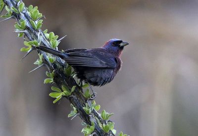 Varied Bunting 2023-07-01