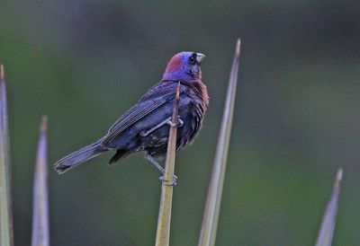 Varied Bunting 2023-07-01