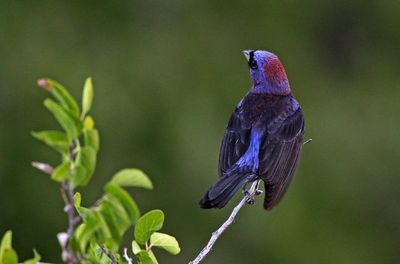 Varied Bunting 2023-07-01