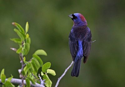 Varied Bunting 2023-07-01