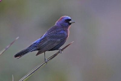 Varied Bunting 2023-07-01