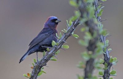 Varied Bunting 2023-07-01