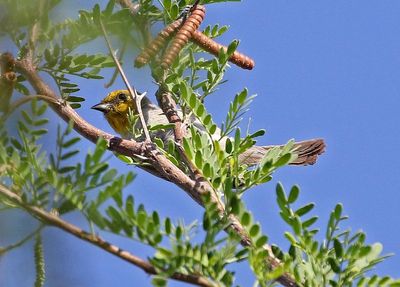 Verdin 2023-07-01