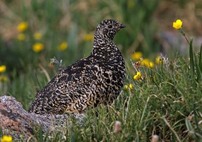 White-tailed Ptarmigan 2023-07-19