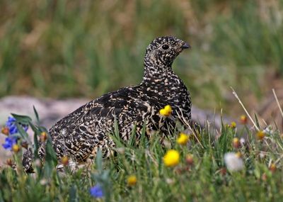 White-tailed Ptarmigan 2023-07-19