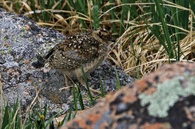 White-tailed Ptarmigan 2023-07-19