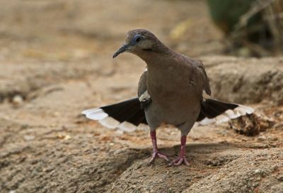 White-winged Dove 2023-06-30