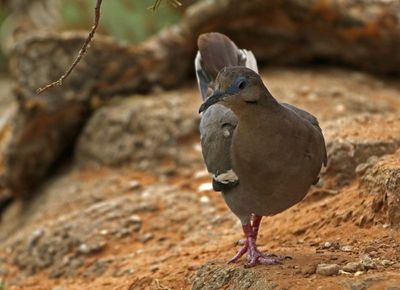 White-winged Dove 2023-06-30