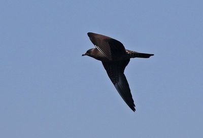 Long-tailed Jaeger 2023-08-29