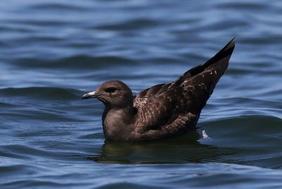 Long-tailed Jaeger 2023-08-29