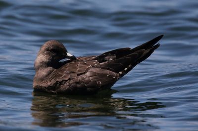 Long-tailed Jaeger 2023-08-29