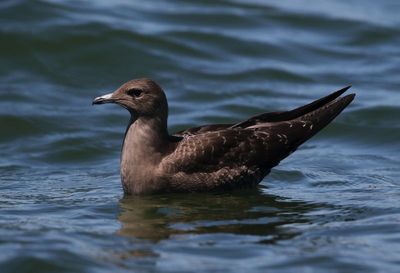 Long-tailed Jaeger 2023-08-29