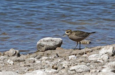 American Golden-Plover 2023-09-17