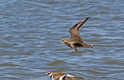 American Golden-Plover 2023-09-17