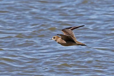American Golden-Plover 2023-09-17