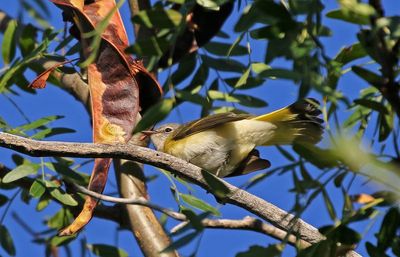 American Redstart 2023-09-17