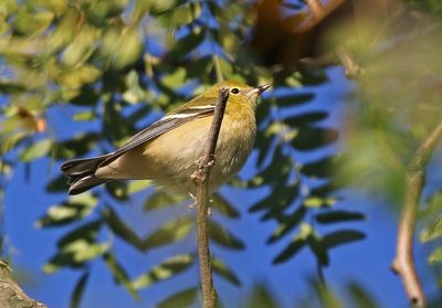 Bay-breasted Warbler 2023-09-17