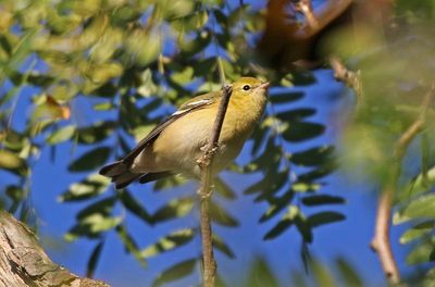 Bay-breasted Warbler 2023-09-17