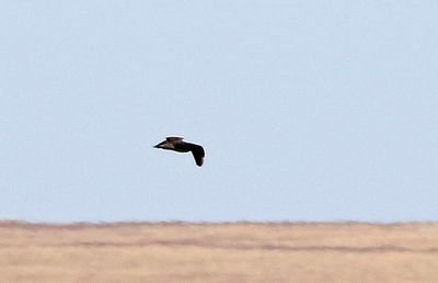 Long-tailed Jaeger 2023-09-03