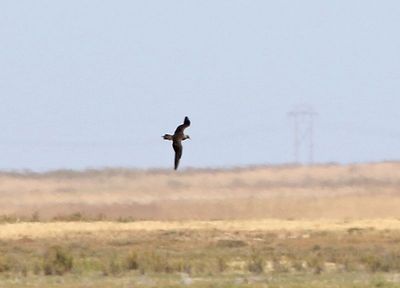 Long-tailed Jaeger 2023-09-03