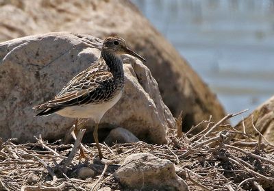 Pectoral Sandpiper 2023-09-02