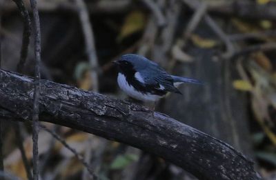 Black-throated Blue Warbler 2023-10-13