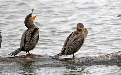 Double-crested Cormorant 2023-10-27