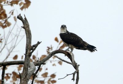 Osprey 2023-10-25