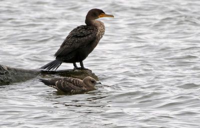 Pomarine Jaeger 2023-10-27