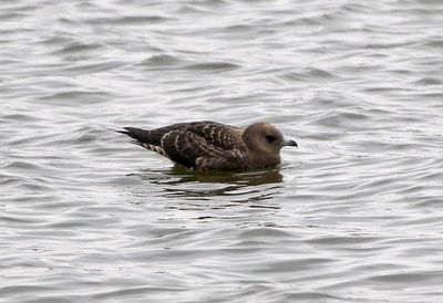Pomarine Jaeger 2023-10-27