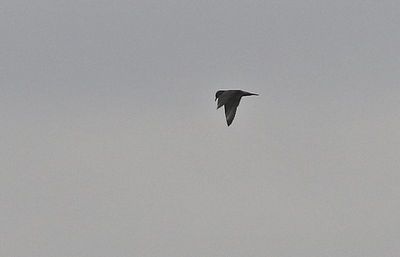 Pomarine Jaeger 2023-10-27